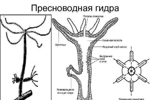 Сайты для даркнета