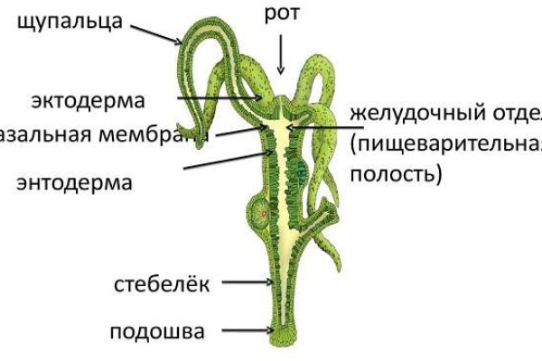 Kraken смылка